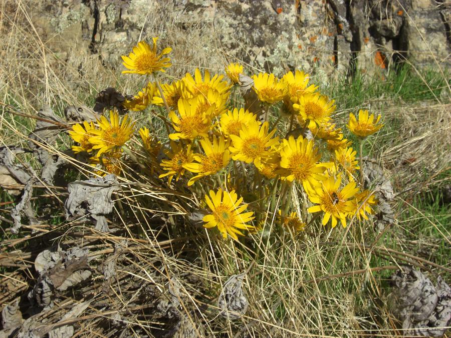 Okanagan Falls Bighorn Ridge Guesthouse מראה חיצוני תמונה